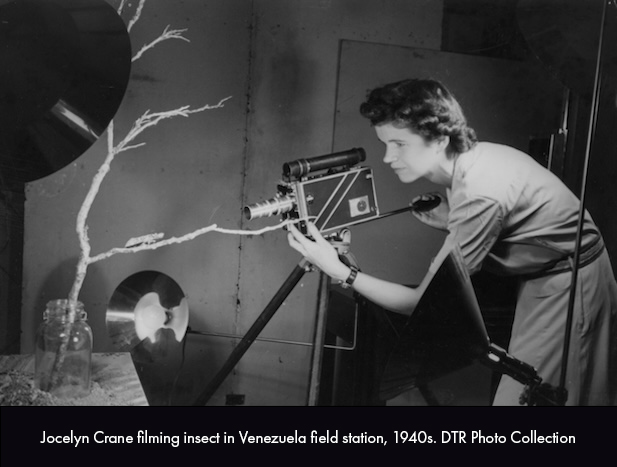 Jocelyn Crane filming insect in Venezuela field station, 1940s
